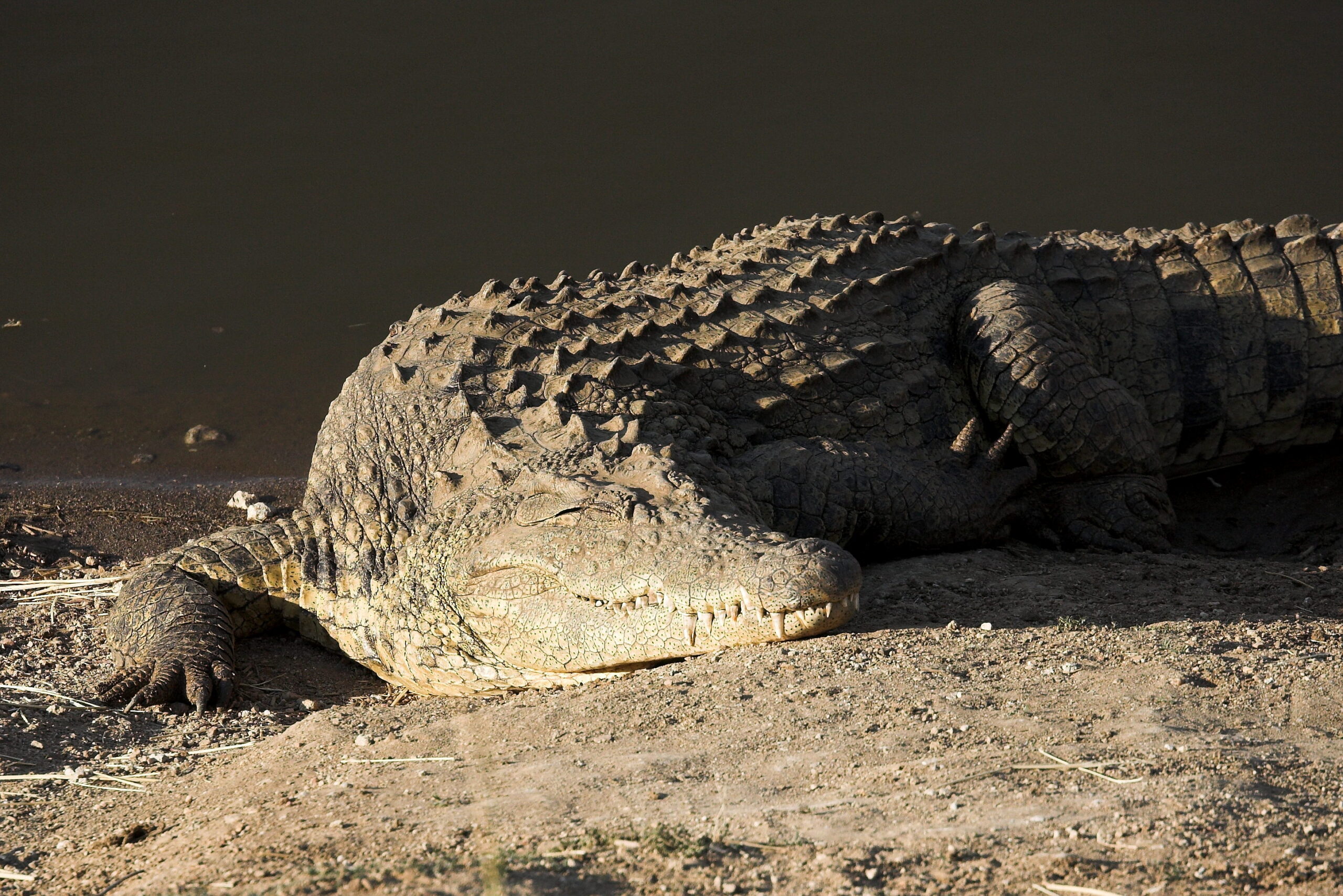 Flamingo Travel Namibia - Crocodile 2 Flamingo Travel Namibia - Crocodile 2