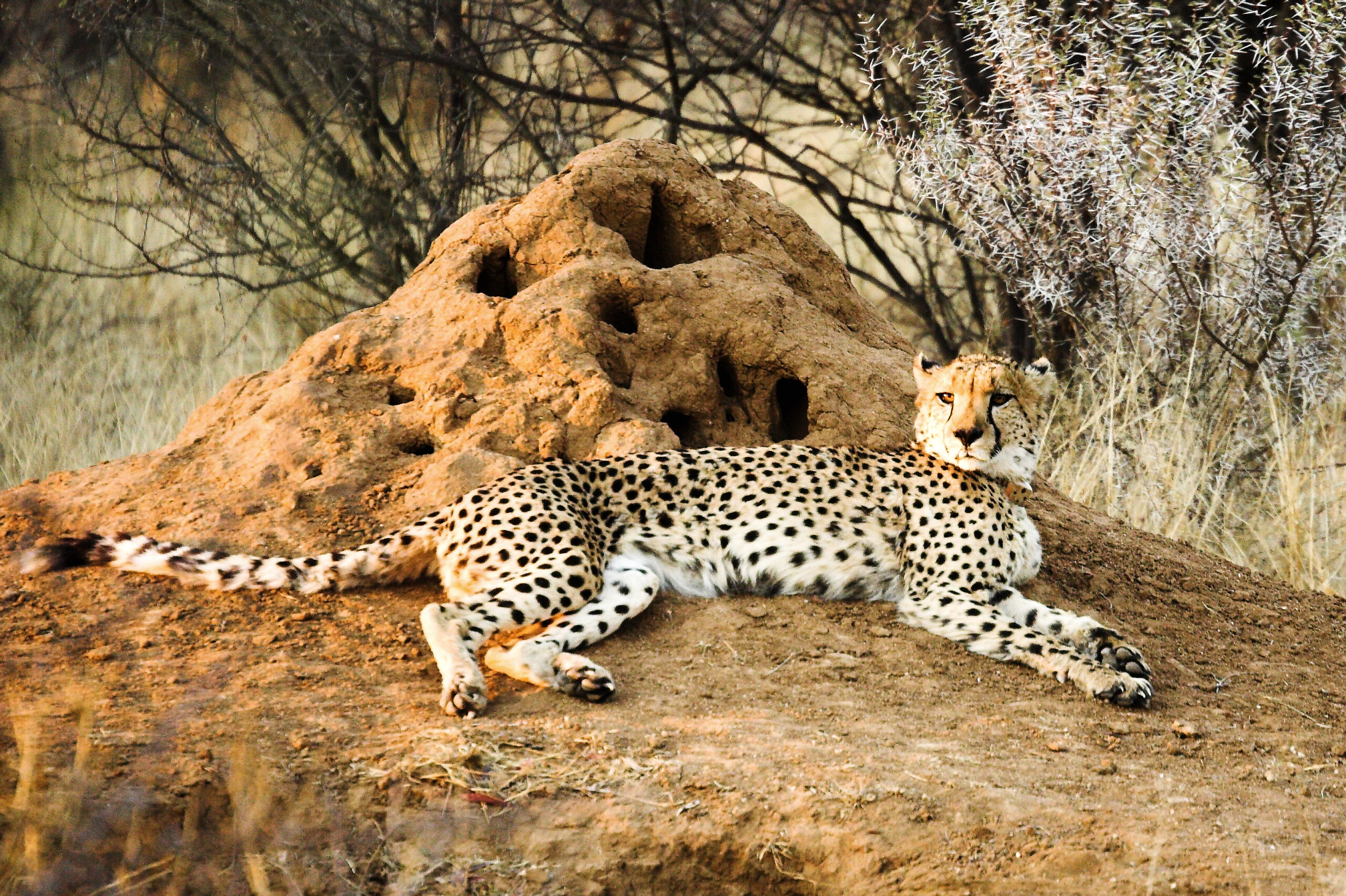 Flamingo Travel - Cheetah Flamingo Travel - Cheetah