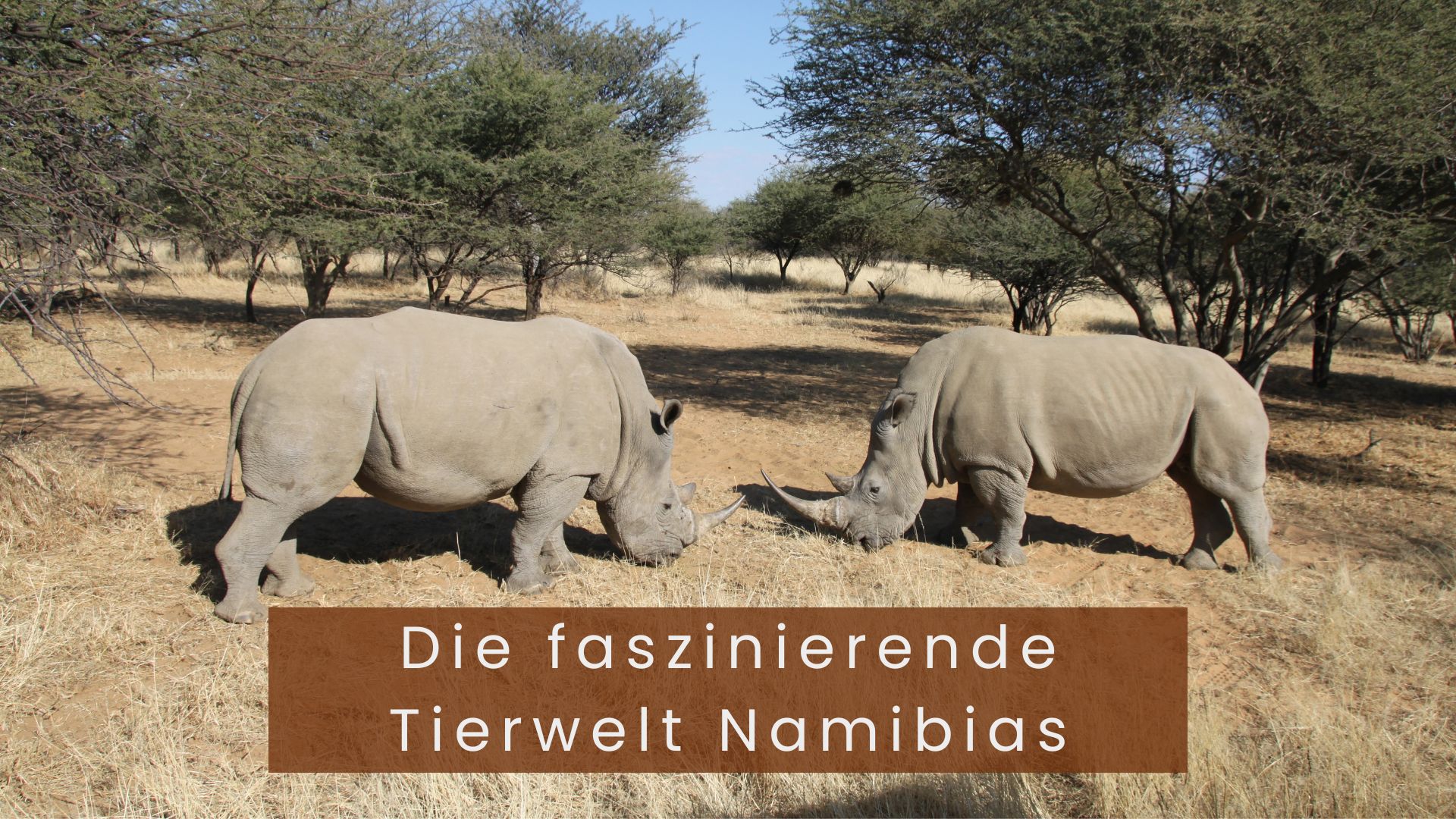 Die faszinierende Tierwelt Namibias Featured Image