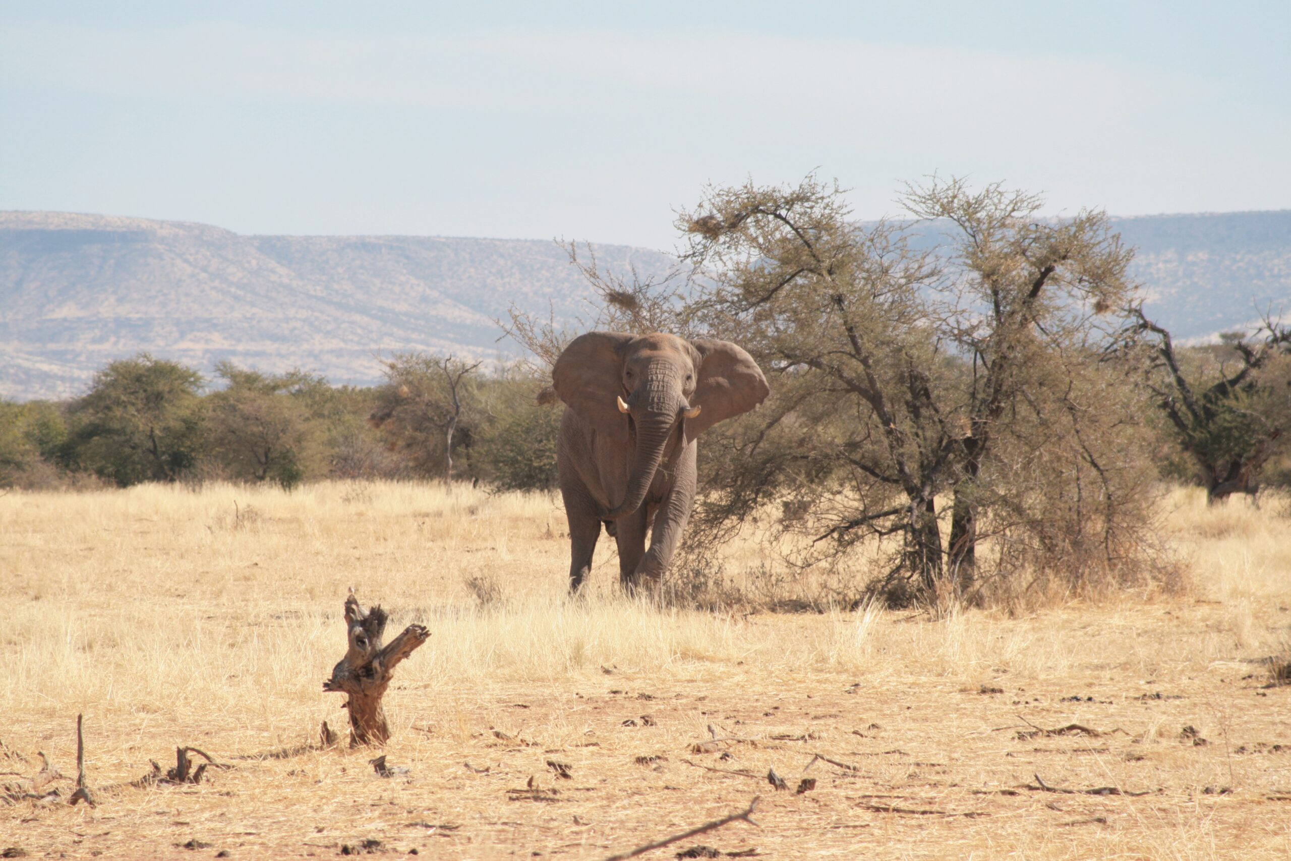 Flamingo Travel Namibia - Elephant Flamingo Travel Namibia - Elephant